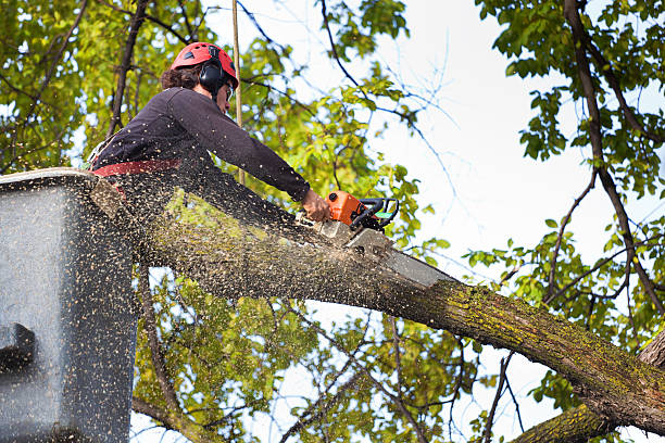 Reliable Selma, NC Tree Removal Services Solutions